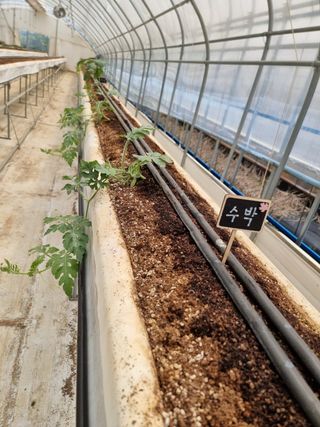 채종원님의 금쪽같은 내 작물 자랑하기 · 참여 작성글 사진