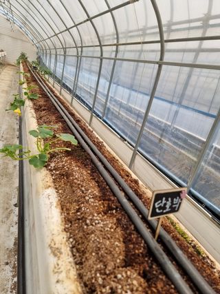 채종원님의 금쪽같은 내 작물 자랑하기 · 참여 작성글 사진