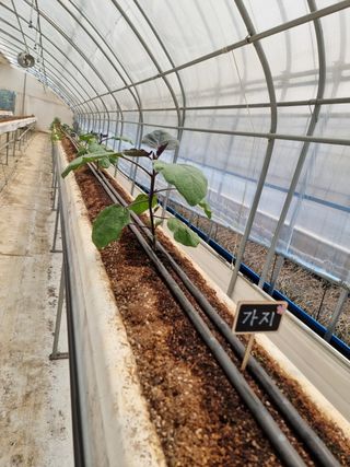 채종원님의 금쪽같은 내 작물 자랑하기 · 참여 작성글 사진