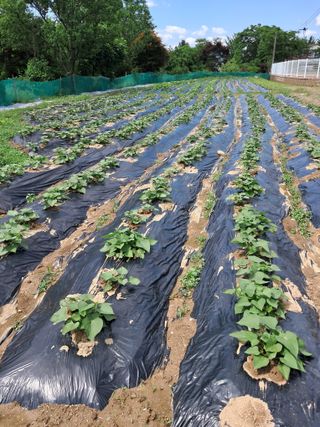 김미자님의 고구마 · 자유게시판 작성글 사진