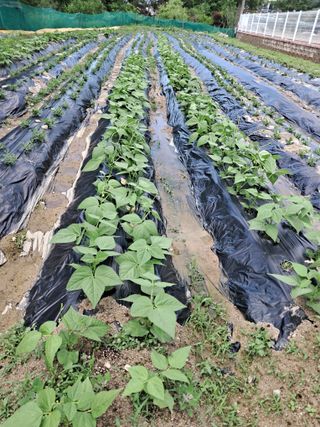 김미자님의 고구마 · 자유게시판 작성글 사진