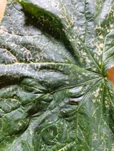 팜모닝 오이·병해충상담 게시글 이미지