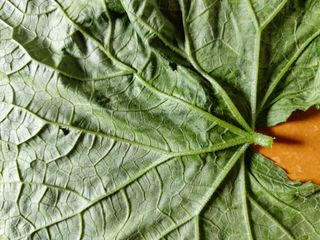 눈탱이 (금산 )님의 오이 · 병해충상담 작성글 사진