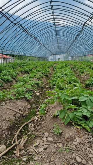 권오천님의 상추 · 자유게시판 작성글 사진