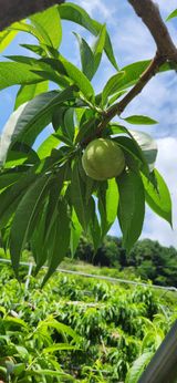 팜모닝 금쪽같은 내 작물 자랑하기·참여 게시글 이미지