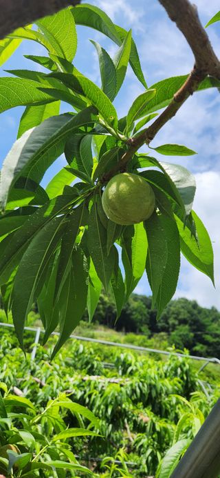 김은경님의 금쪽같은 내 작물 자랑하기 · 참여 작성글 사진