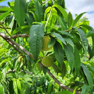 김은경님의 금쪽같은 내 작물 자랑하기 · 참여 작성글 사진