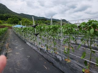 서천 희리산자락님의 금쪽같은 내 작물 자랑하기 · 참여 작성글 사진