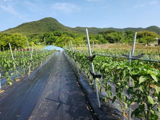 서천 희리산자락님의 금쪽같은 내 작물 자랑하기 · 참여 작성글 사진