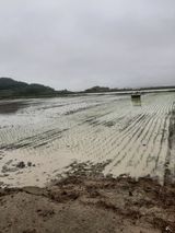 팜모닝 벼·자유게시판 게시글 이미지