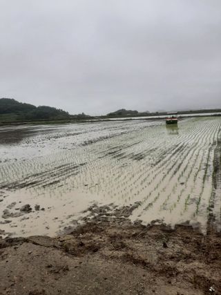 땅끝해남님의 벼 · 자유게시판 작성글 사진