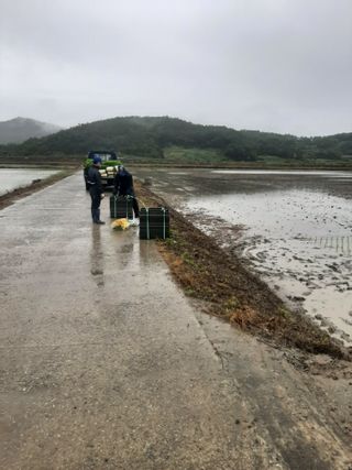 땅끝해남님의 벼 · 자유게시판 작성글 사진