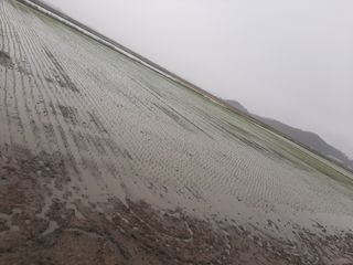 땅끝해남님의 벼 · 자유게시판 작성글 사진