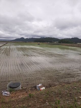 땅끝해남님의 벼 · 자유게시판 작성글 사진