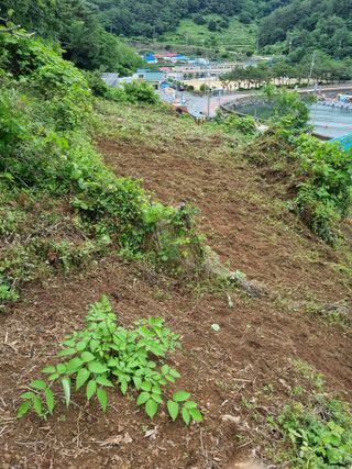 장광준님의 금쪽같은 내 작물 자랑하기 · 참여 작성글 사진