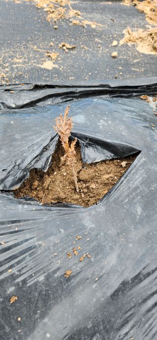 옥전농부(서철)님의 기타작물 · 병해충상담 작성글 사진