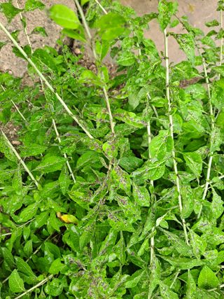 한란님의 기타작물 · 병해충상담 작성글 사진