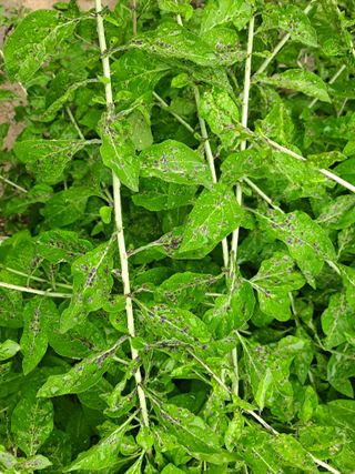 한란님의 기타작물 · 병해충상담 작성글 사진