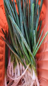 팜모닝 파·자유게시판 게시글 이미지