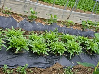 장은주님의 금쪽같은 내 작물 자랑하기 · 참여 작성글 사진