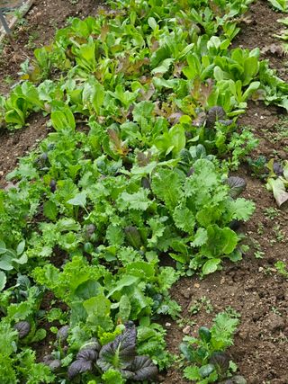 장은주님의 금쪽같은 내 작물 자랑하기 · 참여 작성글 사진