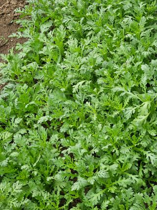 장은주님의 금쪽같은 내 작물 자랑하기 · 참여 작성글 사진