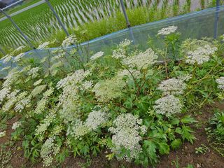 장은주님의 금쪽같은 내 작물 자랑하기 · 참여 작성글 사진