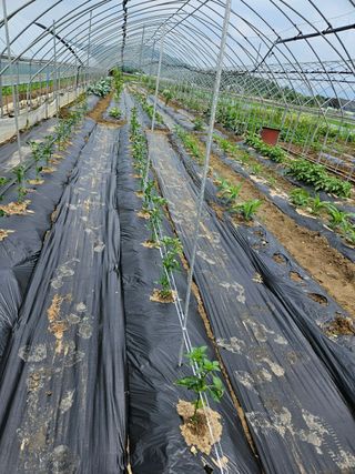 장은주님의 금쪽같은 내 작물 자랑하기 · 참여 작성글 사진