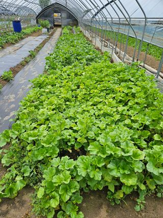 장은주님의 금쪽같은 내 작물 자랑하기 · 참여 작성글 사진