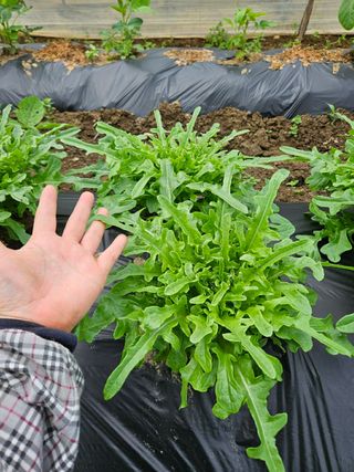 장은주님의 금쪽같은 내 작물 자랑하기 · 참여 작성글 사진