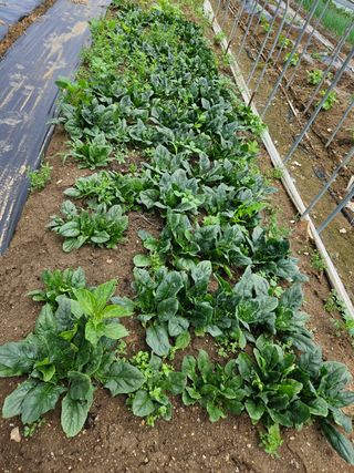 장은주님의 금쪽같은 내 작물 자랑하기 · 참여 작성글 사진