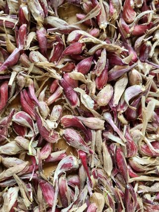 매실이랑 자급자족님의 금쪽같은 내 작물 자랑하기 · 참여 작성글 사진