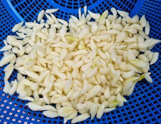 매실이랑 자급자족님의 금쪽같은 내 작물 자랑하기 · 참여 작성글 사진