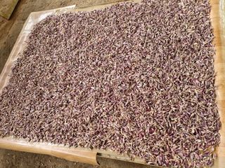 매실이랑 자급자족님의 금쪽같은 내 작물 자랑하기 · 참여 작성글 사진