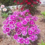 팜모닝 금쪽같은 내 작물 자랑하기·참여 게시글 이미지