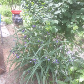 알 수 없음님의 금쪽같은 내 작물 자랑하기 · 참여 작성글 사진