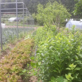 알 수 없음님의 금쪽같은 내 작물 자랑하기 · 참여 작성글 사진