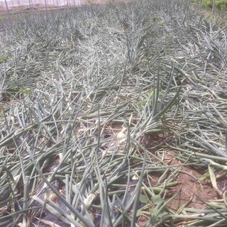 알 수 없음님의 금쪽같은 내 작물 자랑하기 · 참여 작성글 사진