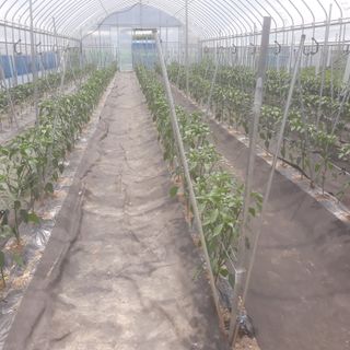 알 수 없음님의 금쪽같은 내 작물 자랑하기 · 참여 작성글 사진