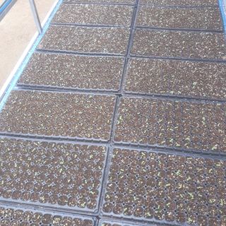 알 수 없음님의 금쪽같은 내 작물 자랑하기 · 참여 작성글 사진