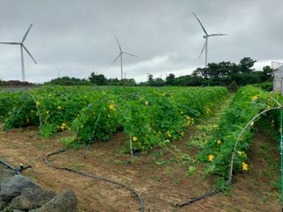 채정식님의 금쪽같은 내 작물 자랑하기 · 참여 작성글 사진