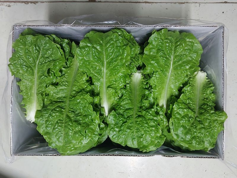 장터 상품 [청상추 4kg] 썸네일