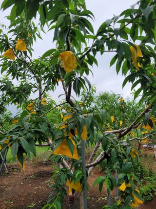 문정남님의 금쪽같은 내 작물 자랑하기 · 참여 작성글 사진