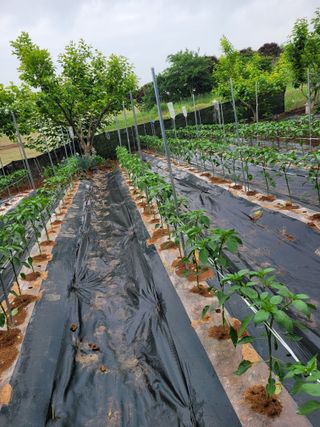 문정남님의 금쪽같은 내 작물 자랑하기 · 참여 작성글 사진