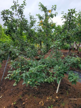 문정남님의 금쪽같은 내 작물 자랑하기 · 참여 작성글 사진