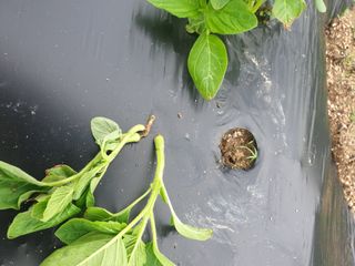 도시부부농부님의 참깨 · 병해충상담 작성글 사진