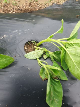 도시부부농부님의 참깨 · 병해충상담 작성글 사진