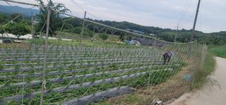 김형숙님의 금쪽같은 내 작물 자랑하기 · 참여 작성글 사진