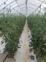 팜모닝 토마토·수확 게시글 이미지