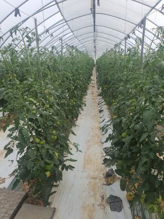 열혈특공님의 토마토 · 수확 작성글 사진